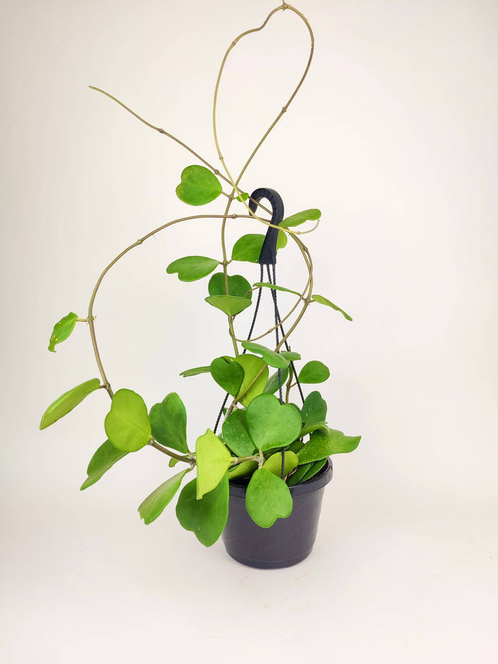Trailing Hoya Kerrii Heart