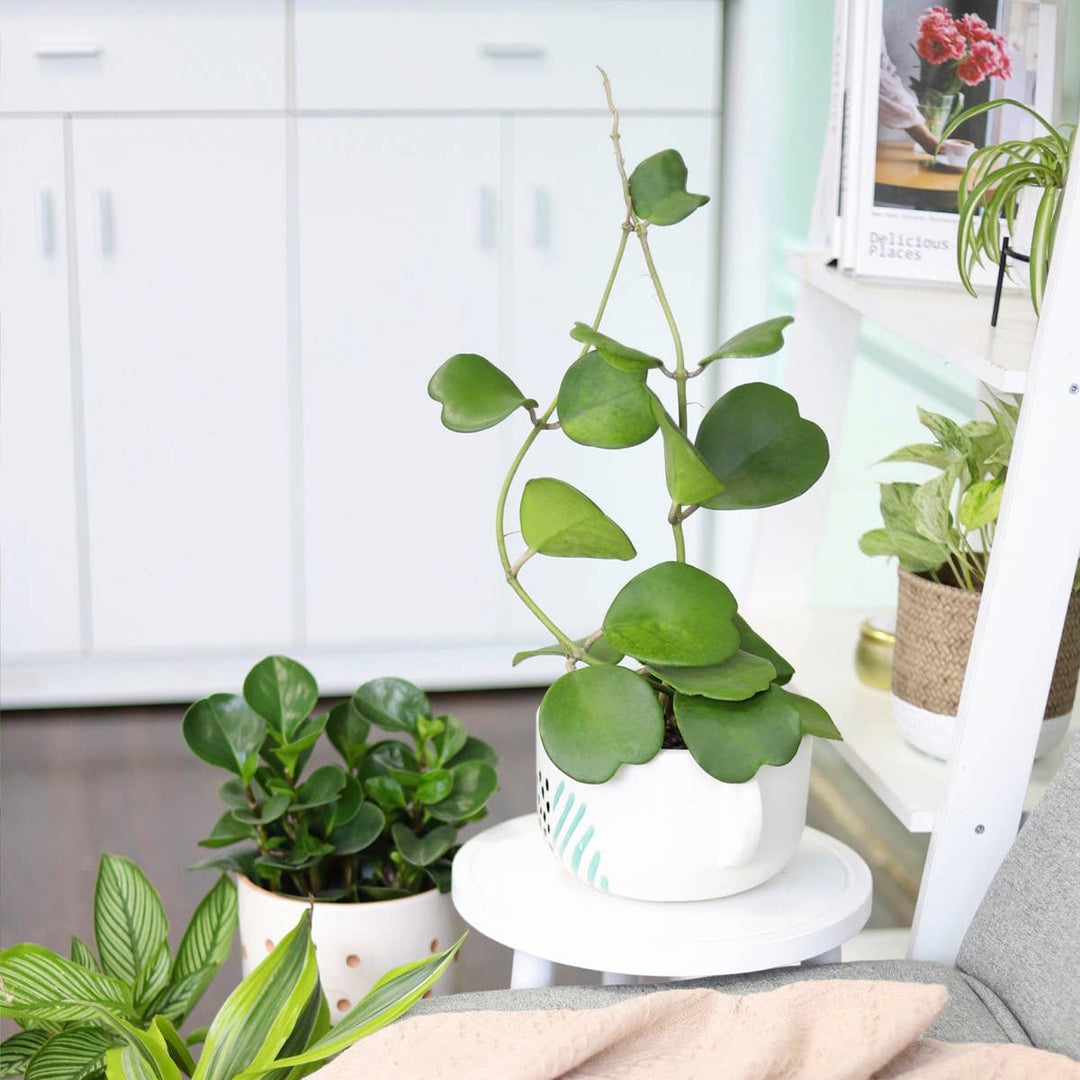 Trailing Hoya Kerrii Heart