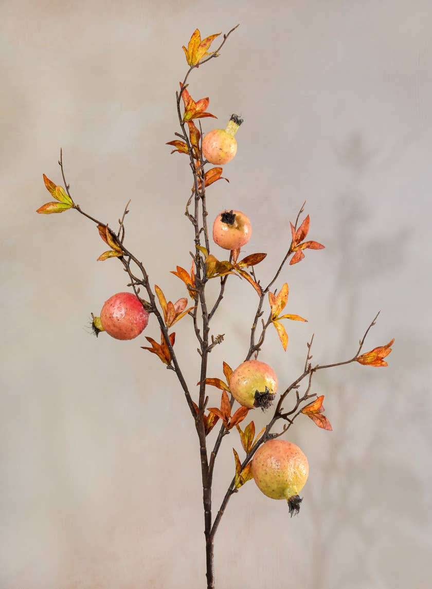 Early Fall Young Pomegranate Branch