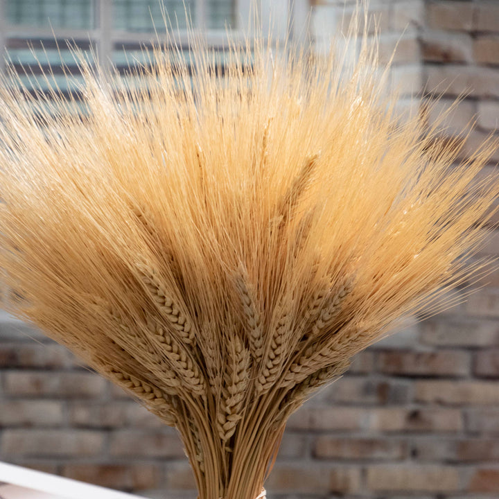 Golden Wheat Bundle