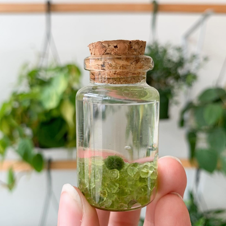 Tiny Marimo Moss Ball Terrarium with Peridot Gemstones