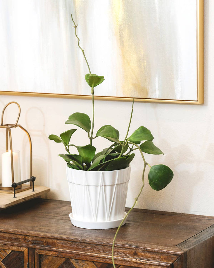 Trailing Hoya Kerrii Heart