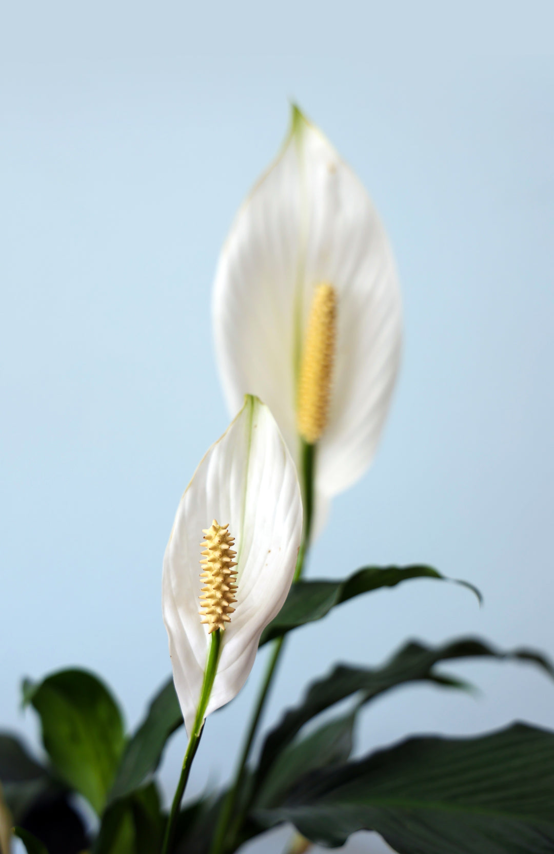 Classic Sympathy Plant - Peace Lilly (Spathiphyllum)