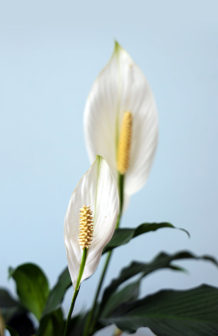 Classic Sympathy Plant - Peace Lilly (Spathiphyllum)