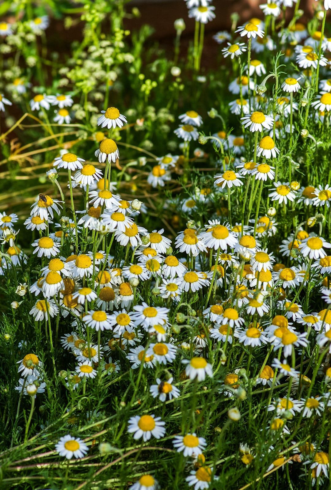 Chamomile - German Matricaria chamomilla | Bulk Herbs | Organic | Herbalist | Herbal Tea