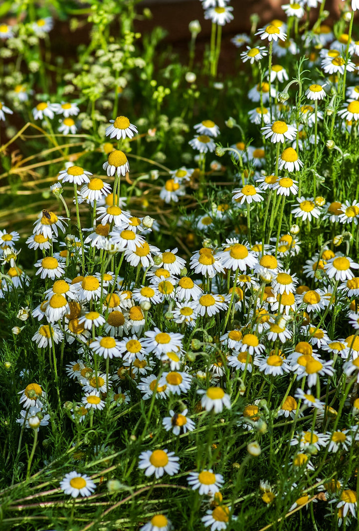 Chamomile - German Matricaria chamomilla | Bulk Herbs | Organic | Herbalist | Herbal Tea